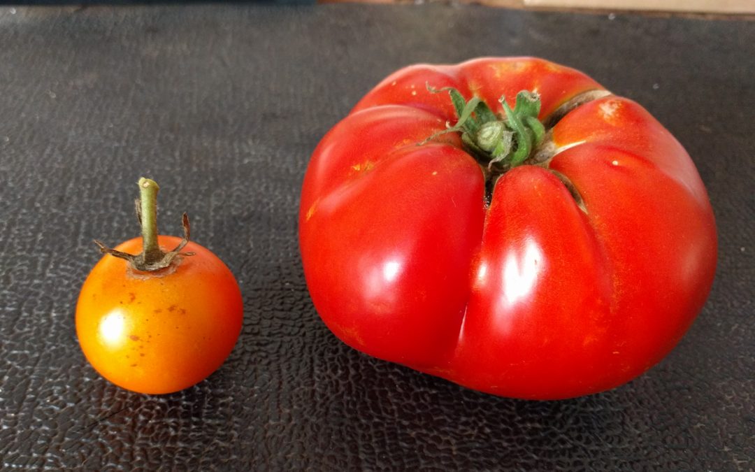 Which is the heirloom tomato?