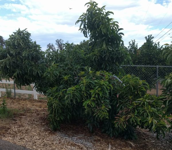 Growing avocados in Southern California Greg Alder's Yard Posts