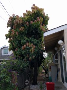 seedling mango tree Glendora California