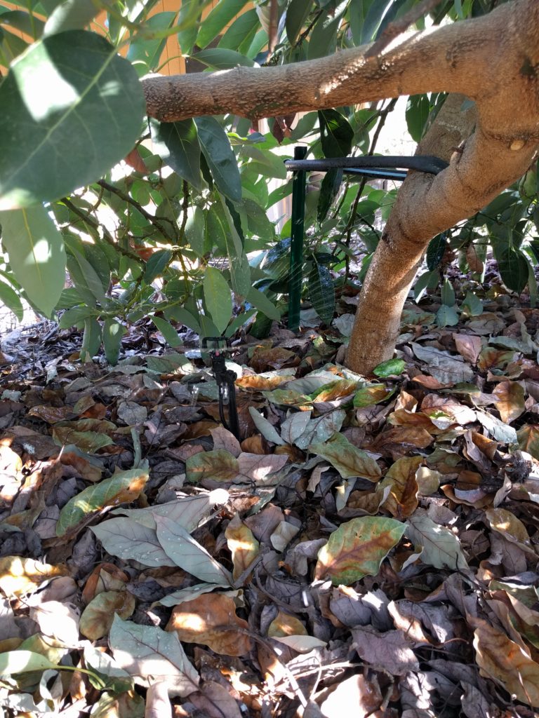 Growing avocados in Southern California Greg Alder's Yard Posts