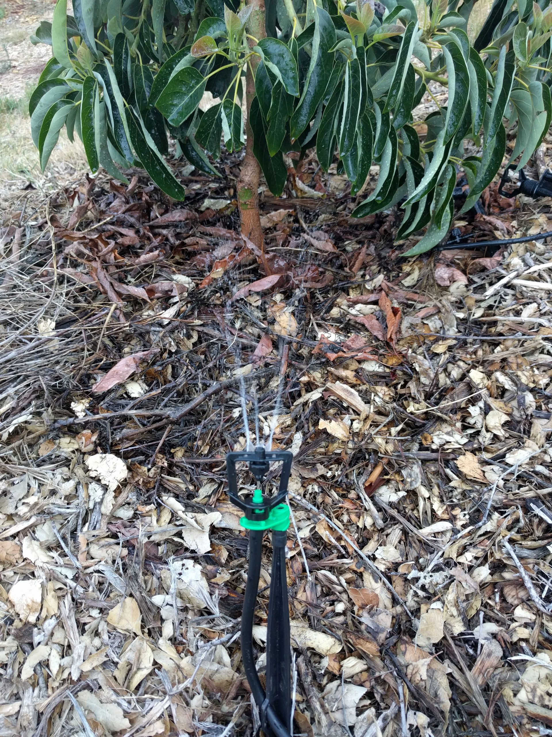 How to water a newly planted avocado tree Greg Alder's Yard Posts