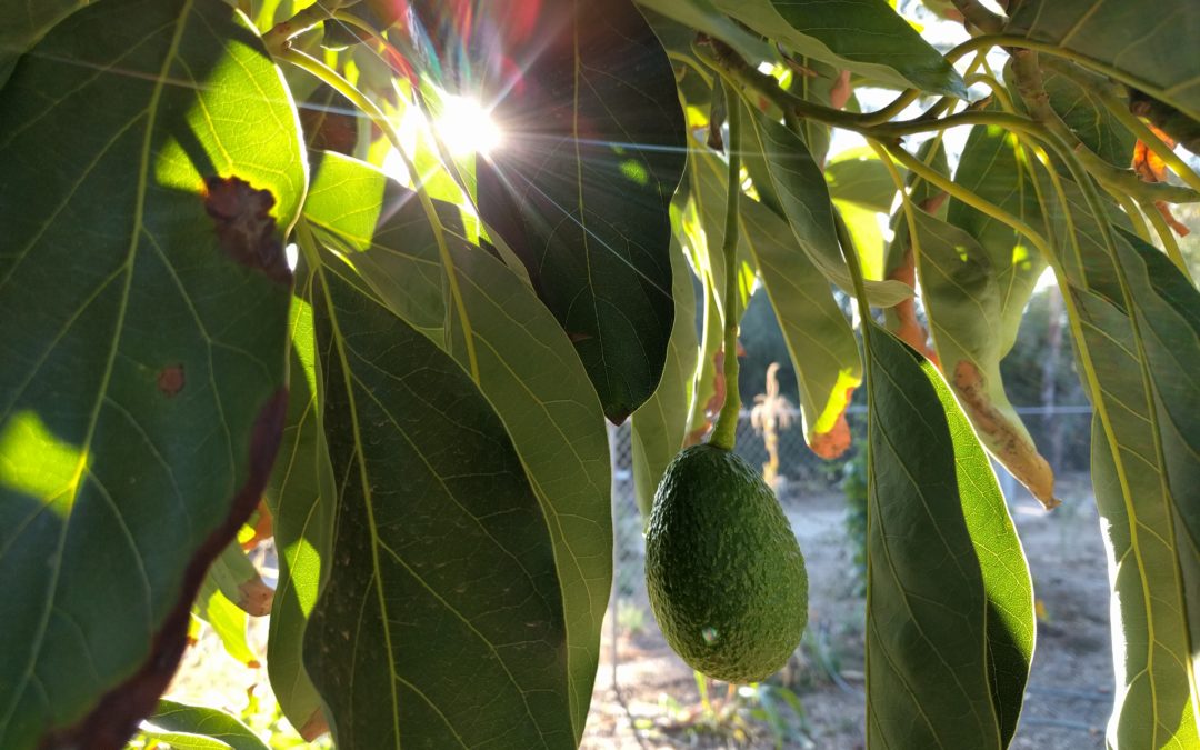 Emotional Support Avocado: You've Totally Guac This! Essential T