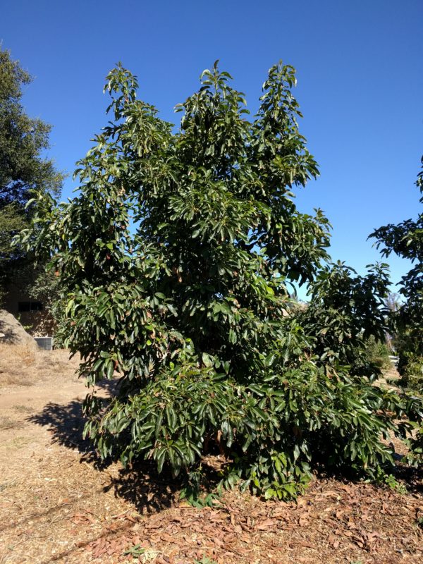 Growing avocados in Southern California - Greg Alder's Yard Posts