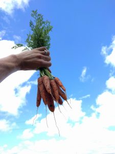 carrots grown by cutting off water soon after germination