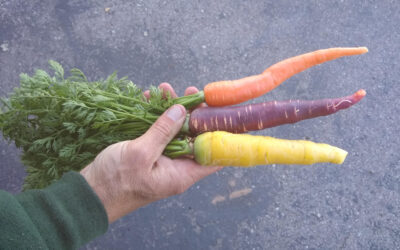 Growing carrots in Southern California