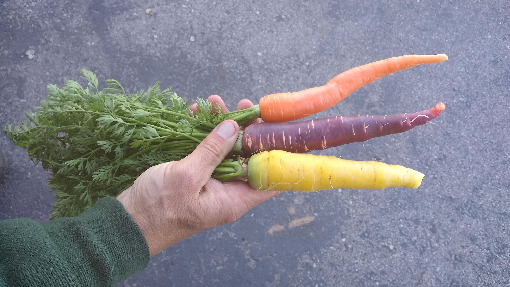 Growing carrots in Southern California