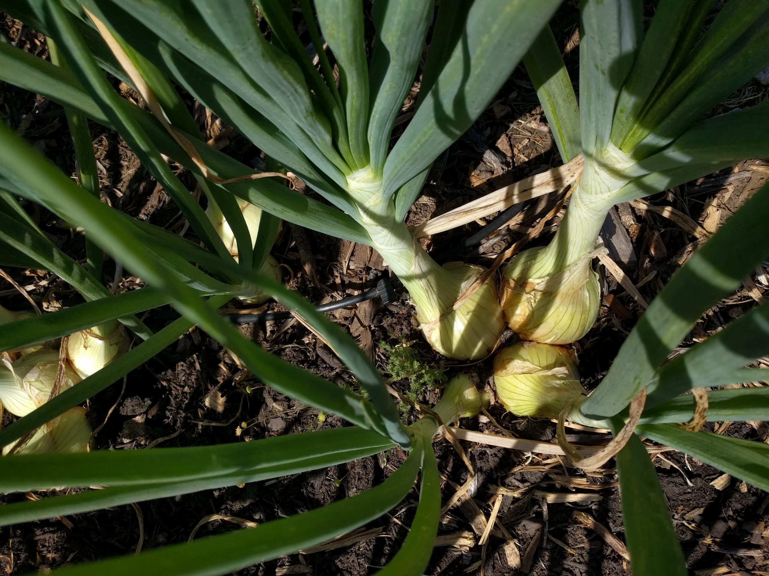 onions forming bulbs Greg Alder's Yard Posts Food Gardening in