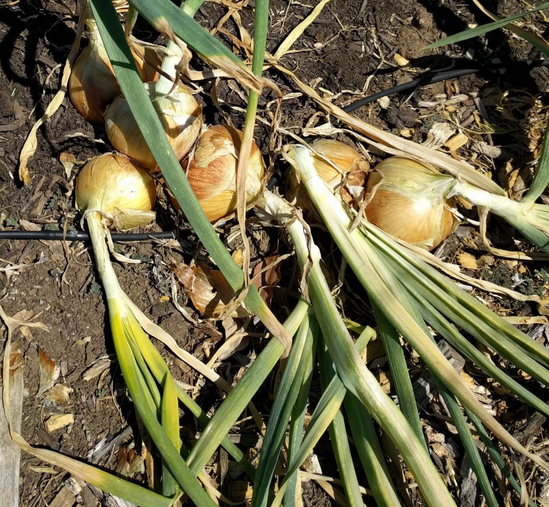 Growing onions in Southern California Greg Alder�s Yard