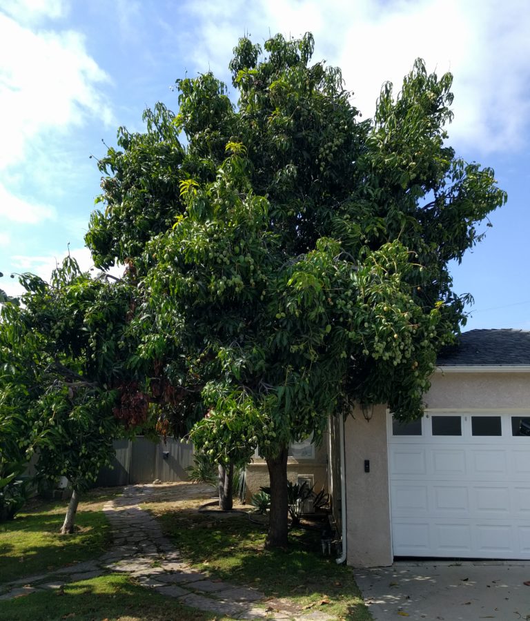 Californiagrown mangos Greg Alder's Yard Posts Southern California