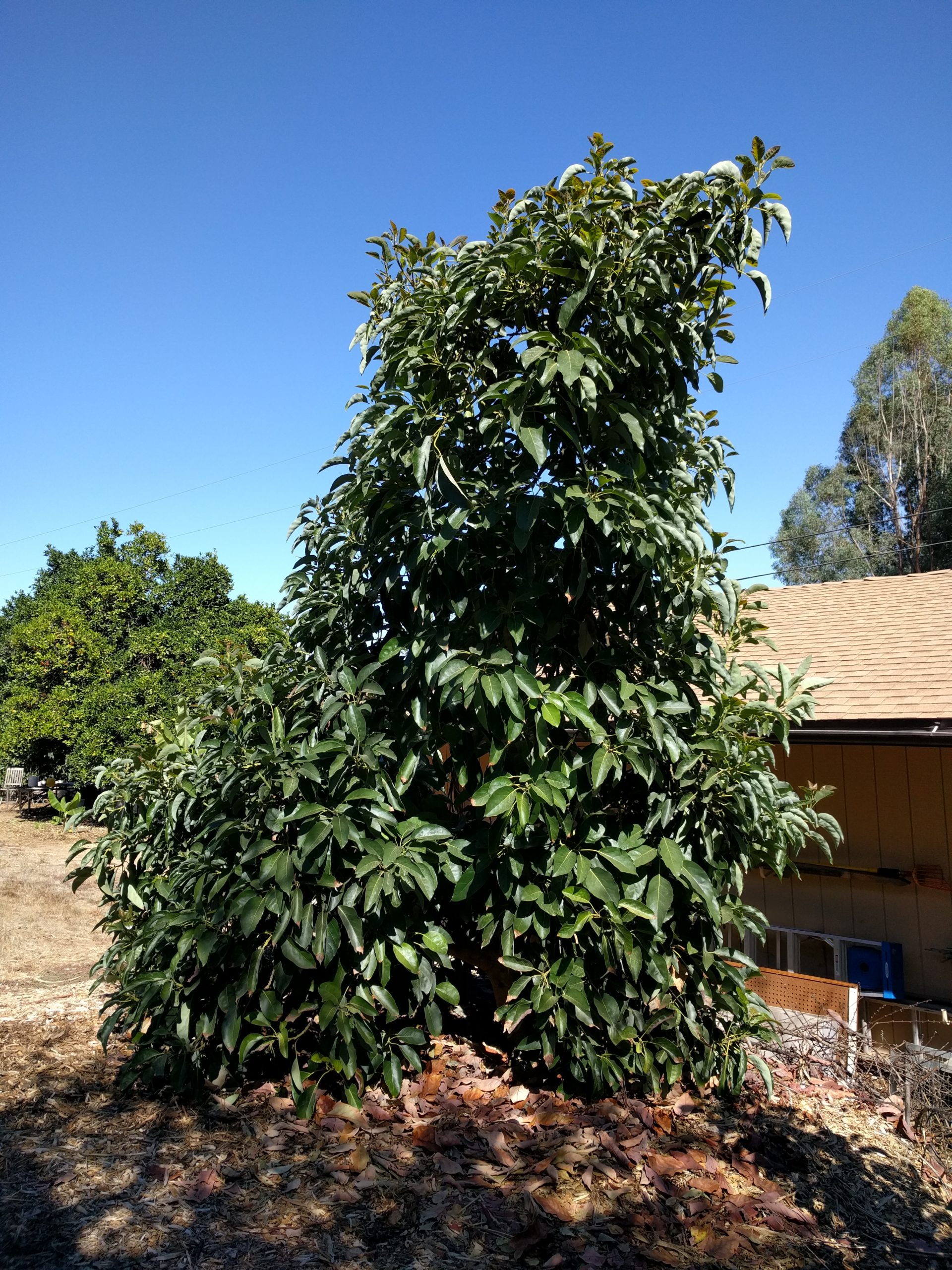 Fuerte Avocado Tree Greg Alders Yard Posts Food Gardening In