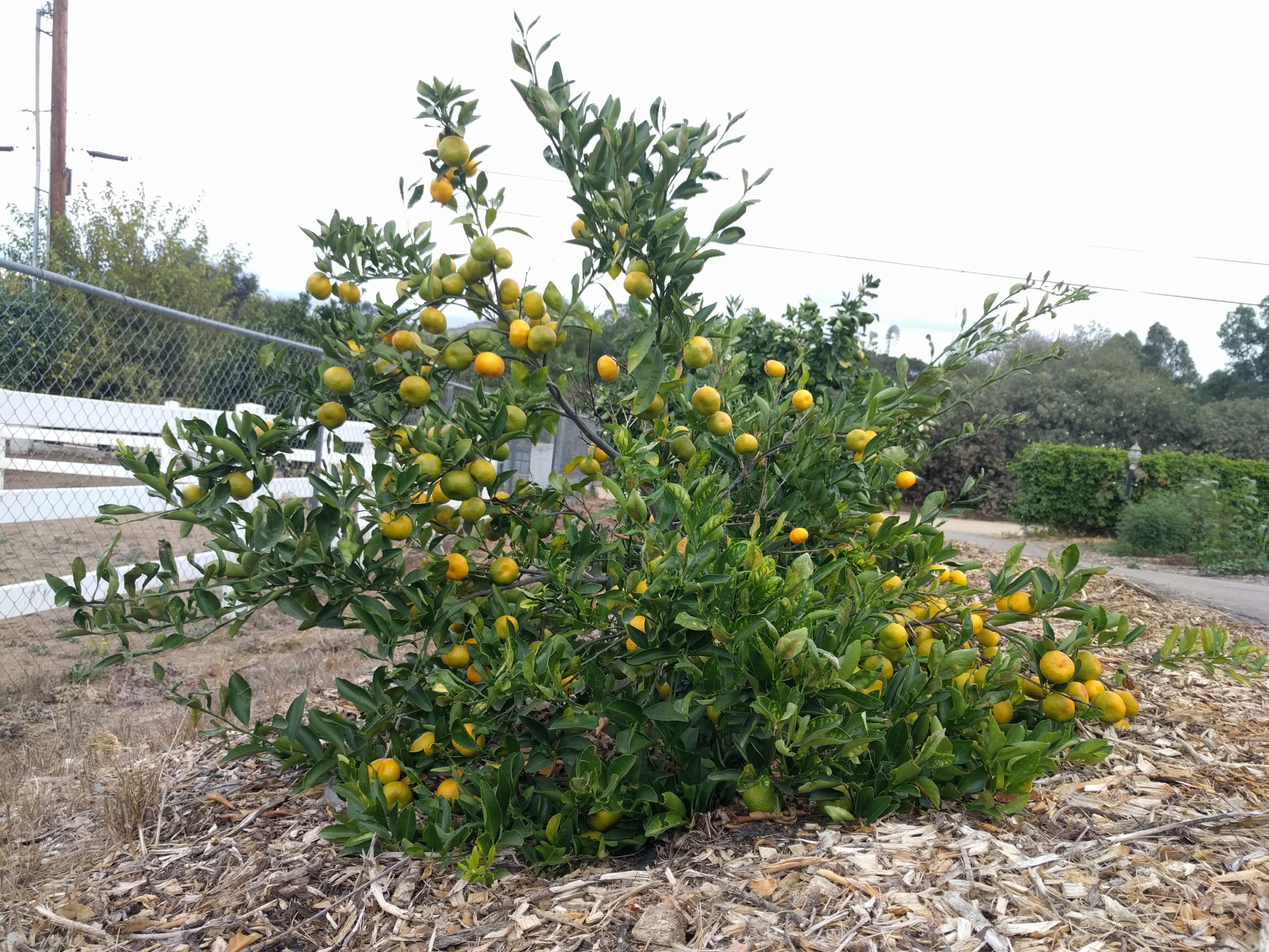 Kishu Mandarin Tree In October Greg Alders Yard Posts Food