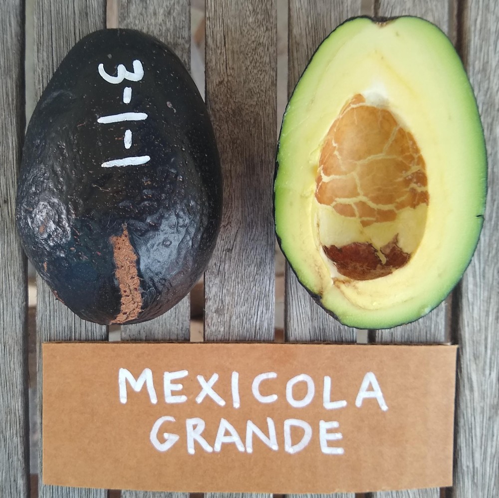 Mexicola Grande 311 avocado Greg Alder's Yard Posts Food Gardening