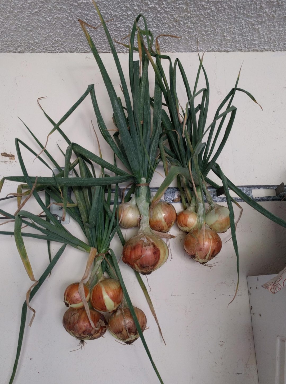 Growing onions in Southern California Greg Alder's Yard Posts