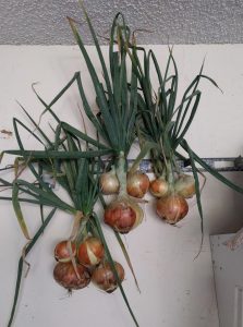 Onions storing by hanging in garage