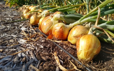 Growing onions in Southern California