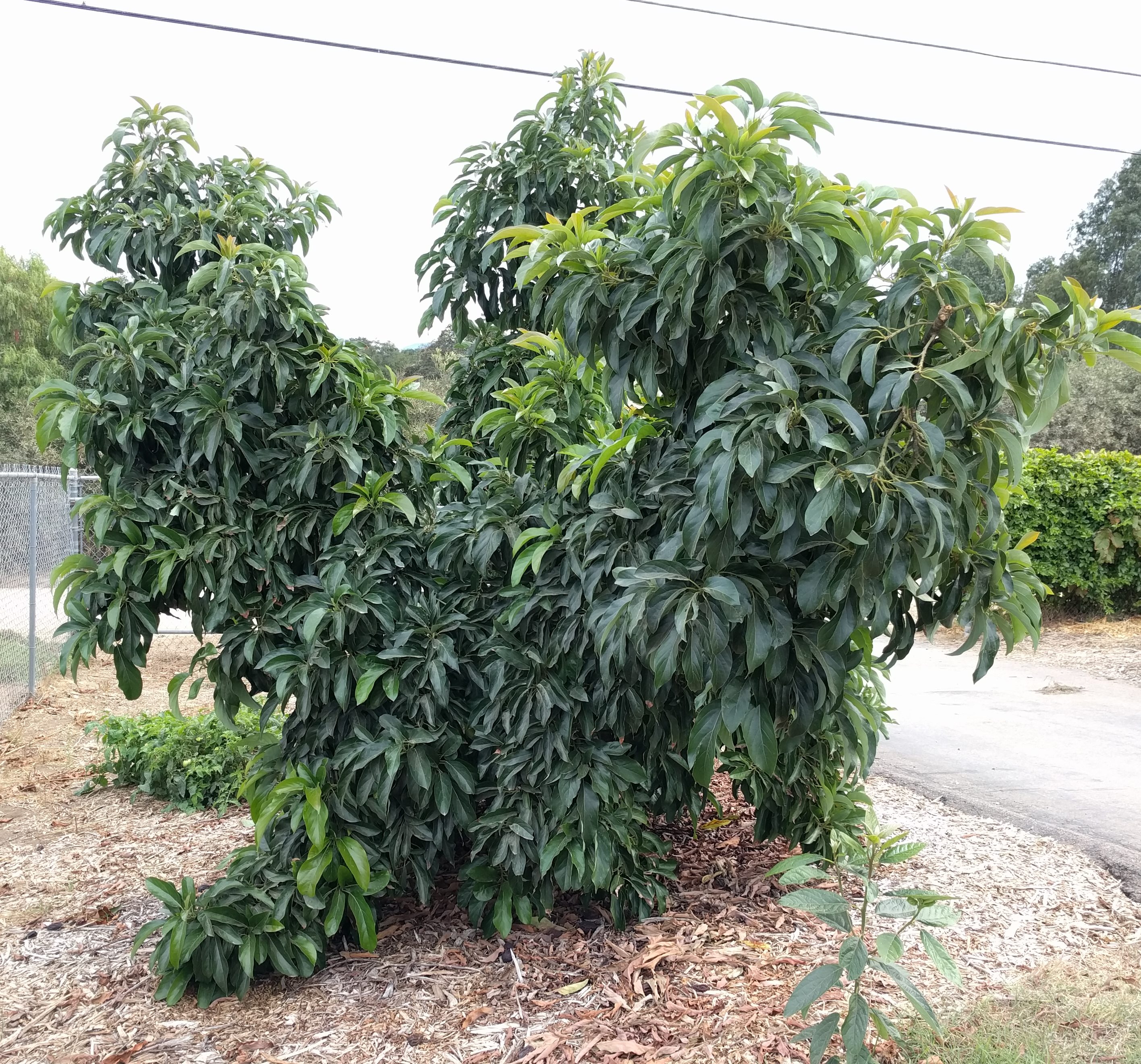 how wide do avocado trees get