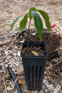 Keitt mango seedling