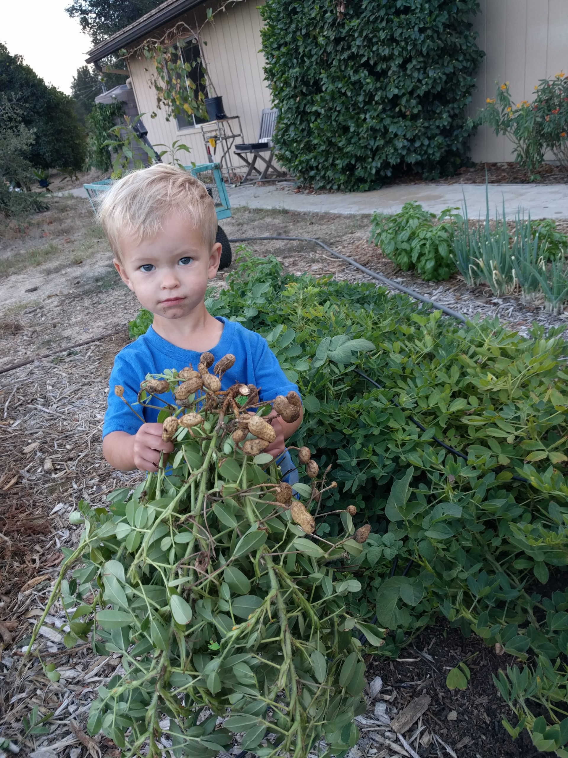 peanut harvest Greg Alder's Yard Posts Food Gardening in Southern