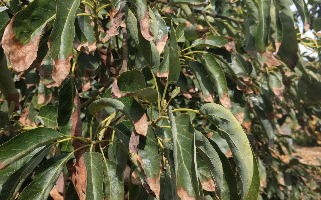 What Causes Avocado Tree Leaves To Turn Brown PRAKDI