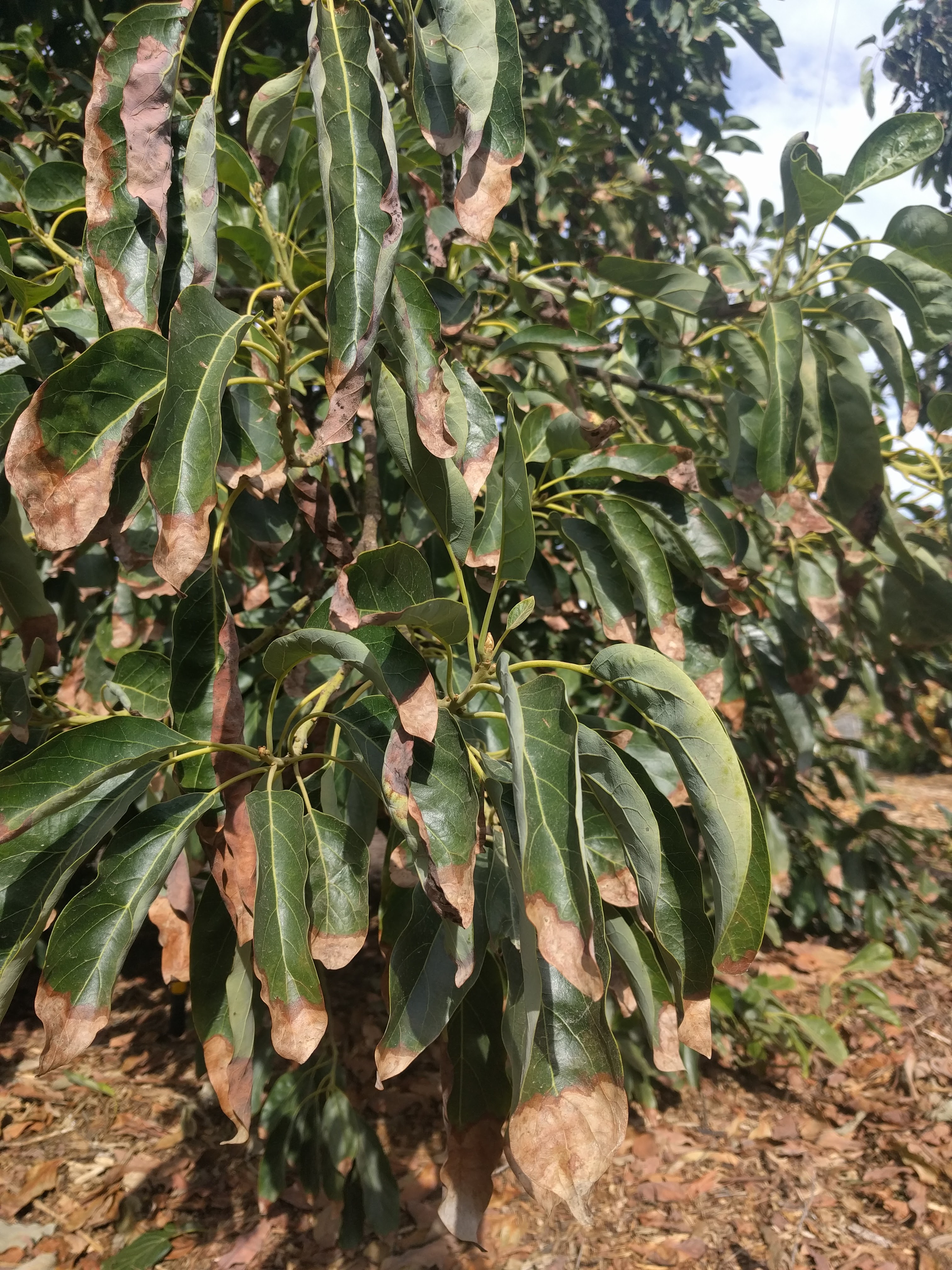 Avocado Leaves Turning Brown Here S Why And What To Do Greg Alder S Yard Posts Southern California Food Gardening