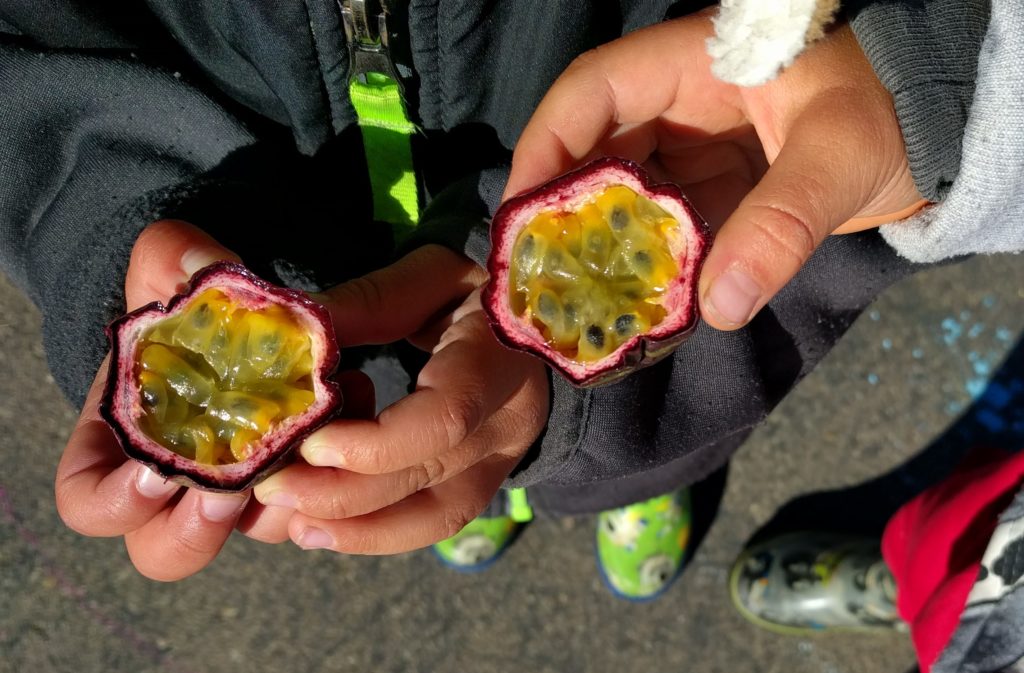 Passion fruit: best edible, evergreen vine - Greg Alder's Yard Posts