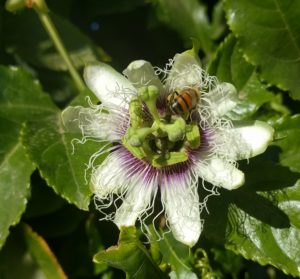 honey bee on passion fruit flower