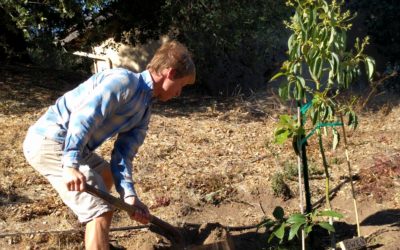 Planting Reeve’s placenta tree