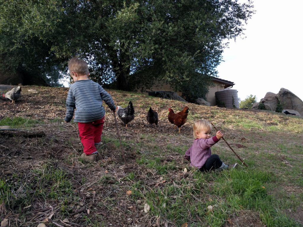 chicken herders