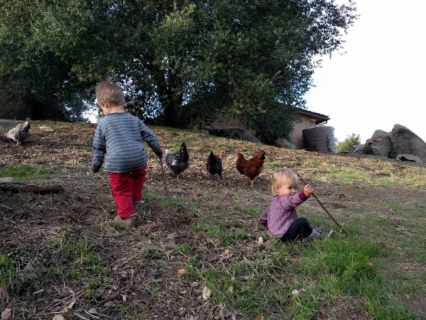 Should you get chickens? - Greg Alder's Yard Posts: Southern California ...