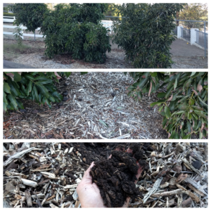 compost in a hole between trees