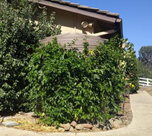 passion fruit vine covering rain tank