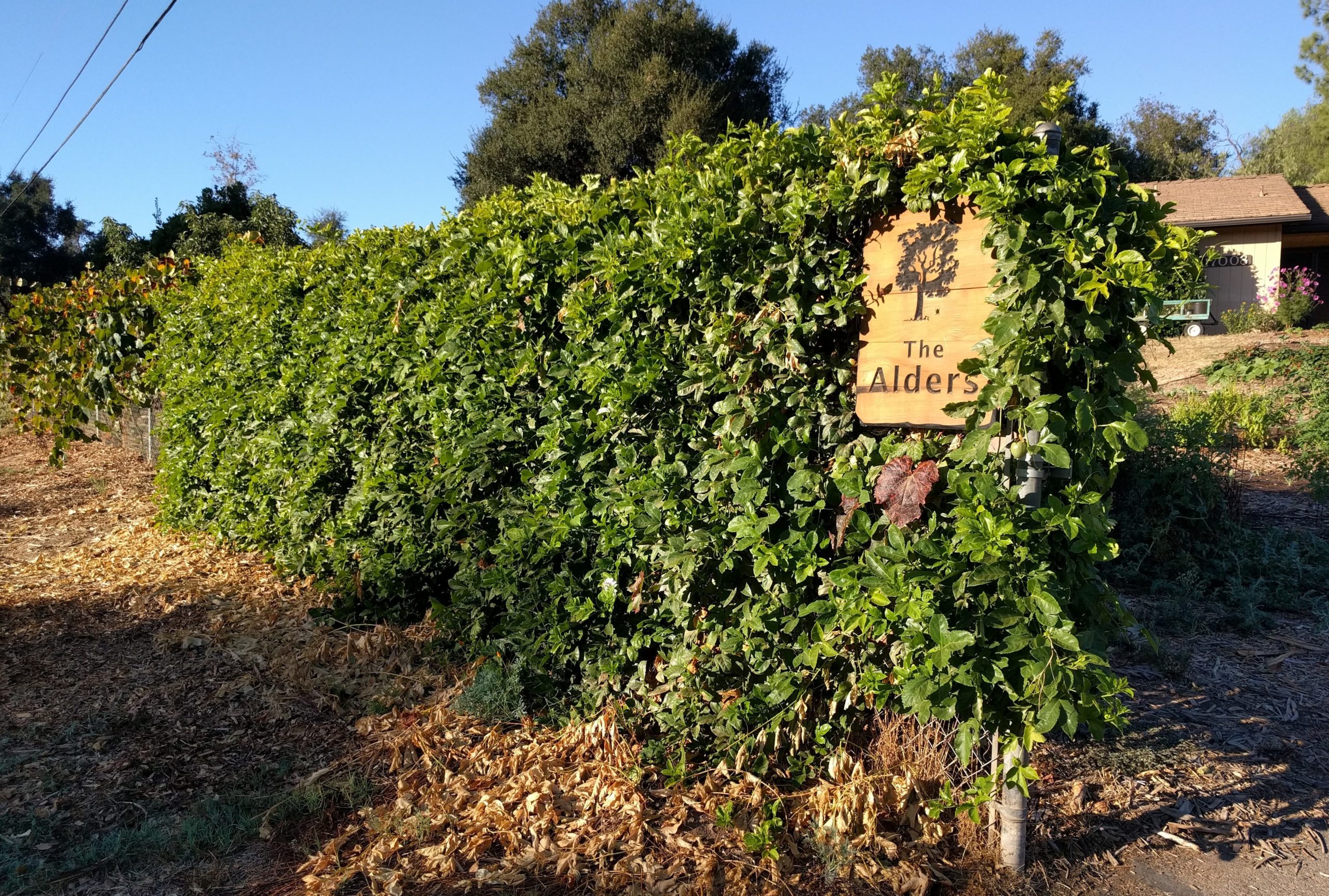 passion fruit vine from road - Greg Alder's Yard Posts: Food Gardening