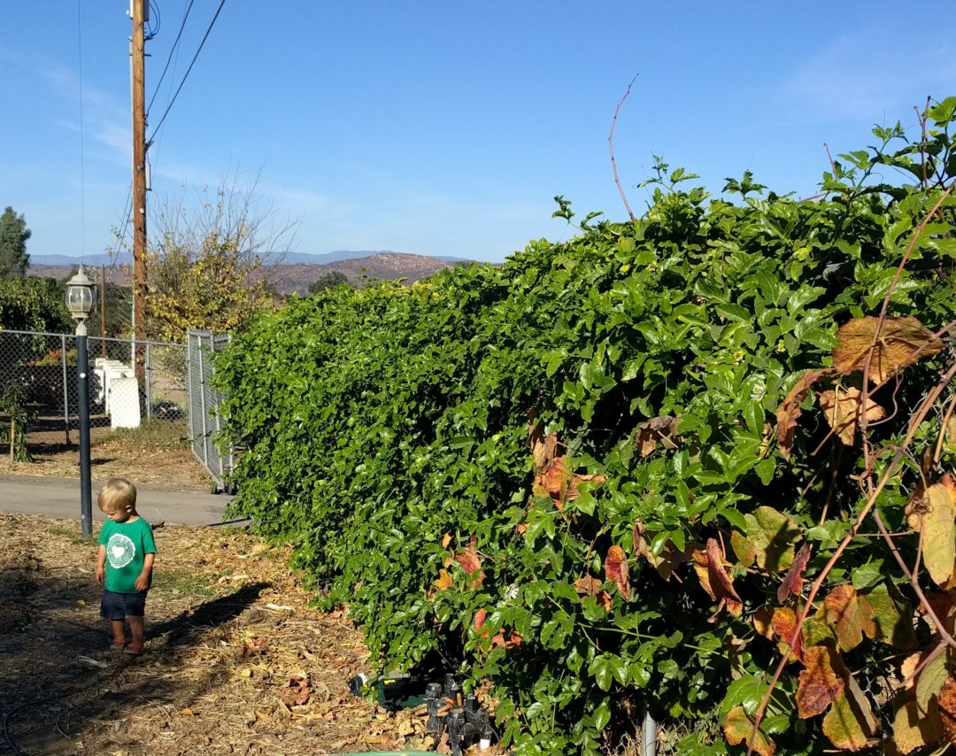 Passion fruit best edible, evergreen vine Greg Alder's Yard Posts