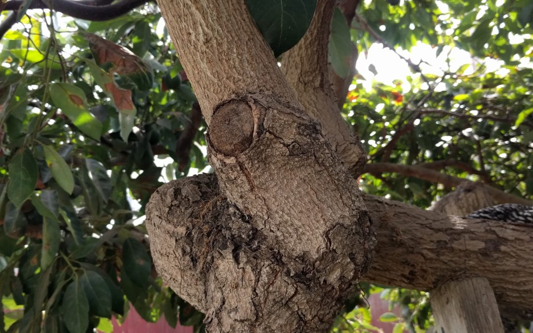 Pruning avocado trees