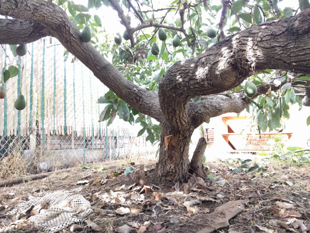 Pruning Avocado Trees To Keep Them Small Pruning avocado trees - Greg Alder's Yard Posts: Southern California
