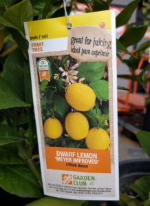 Meyer Lemon tree tag Home Depot