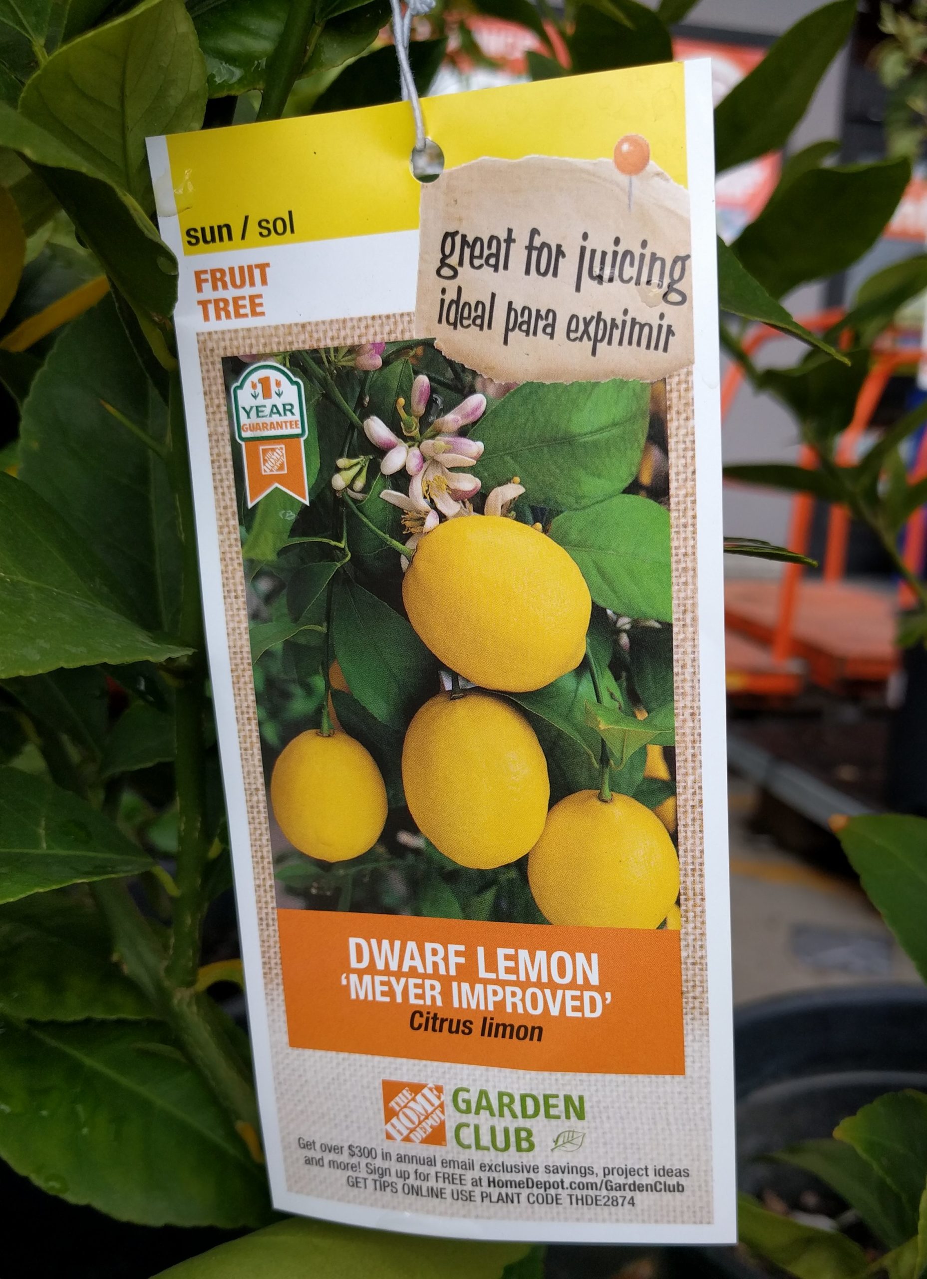 Meyer Lemon tree tag Home Depot Greg Alder's Yard Posts Food