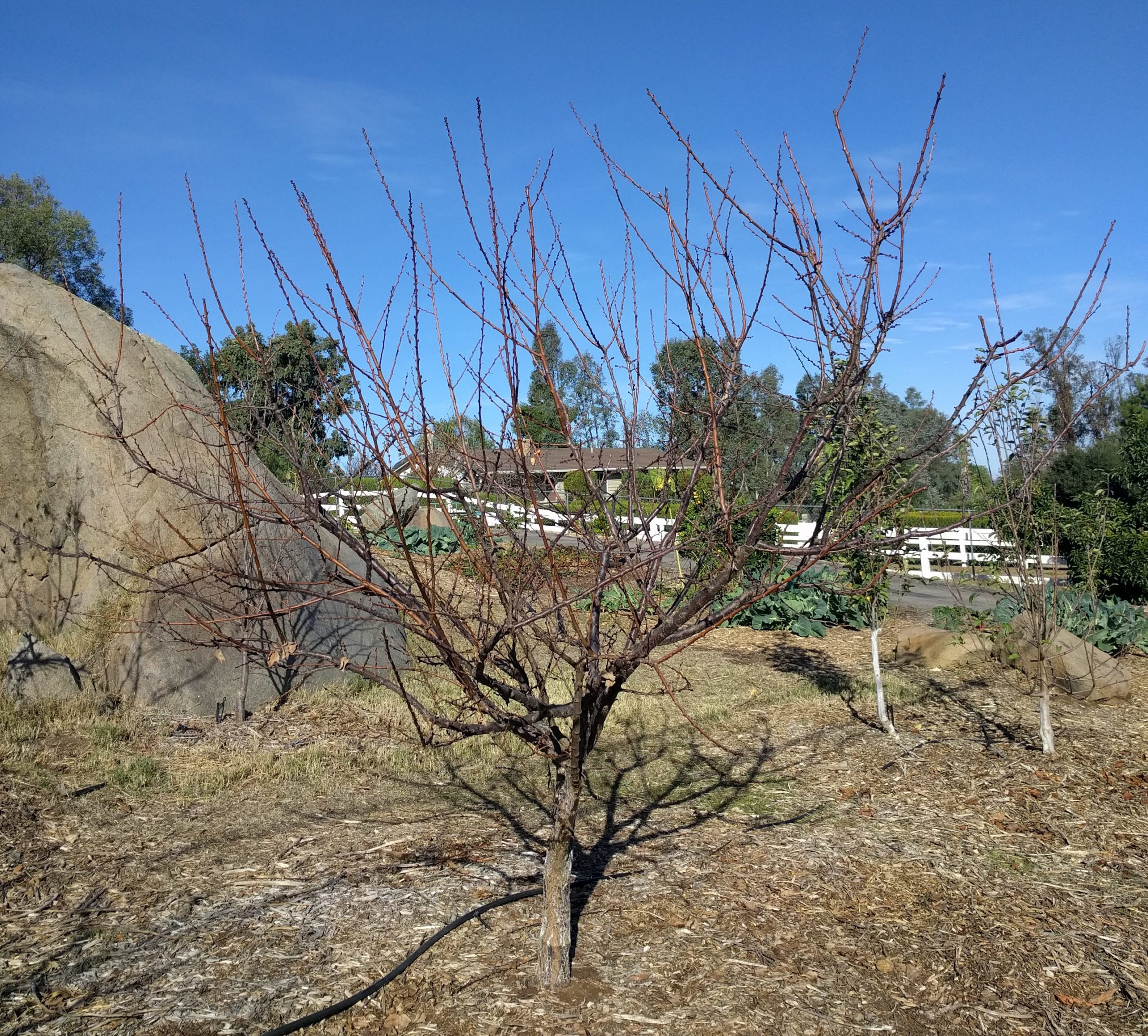 open center shape apricot tree Greg Alder's Yard Posts Food