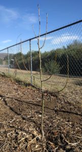 bare root Fan-stil pear tree