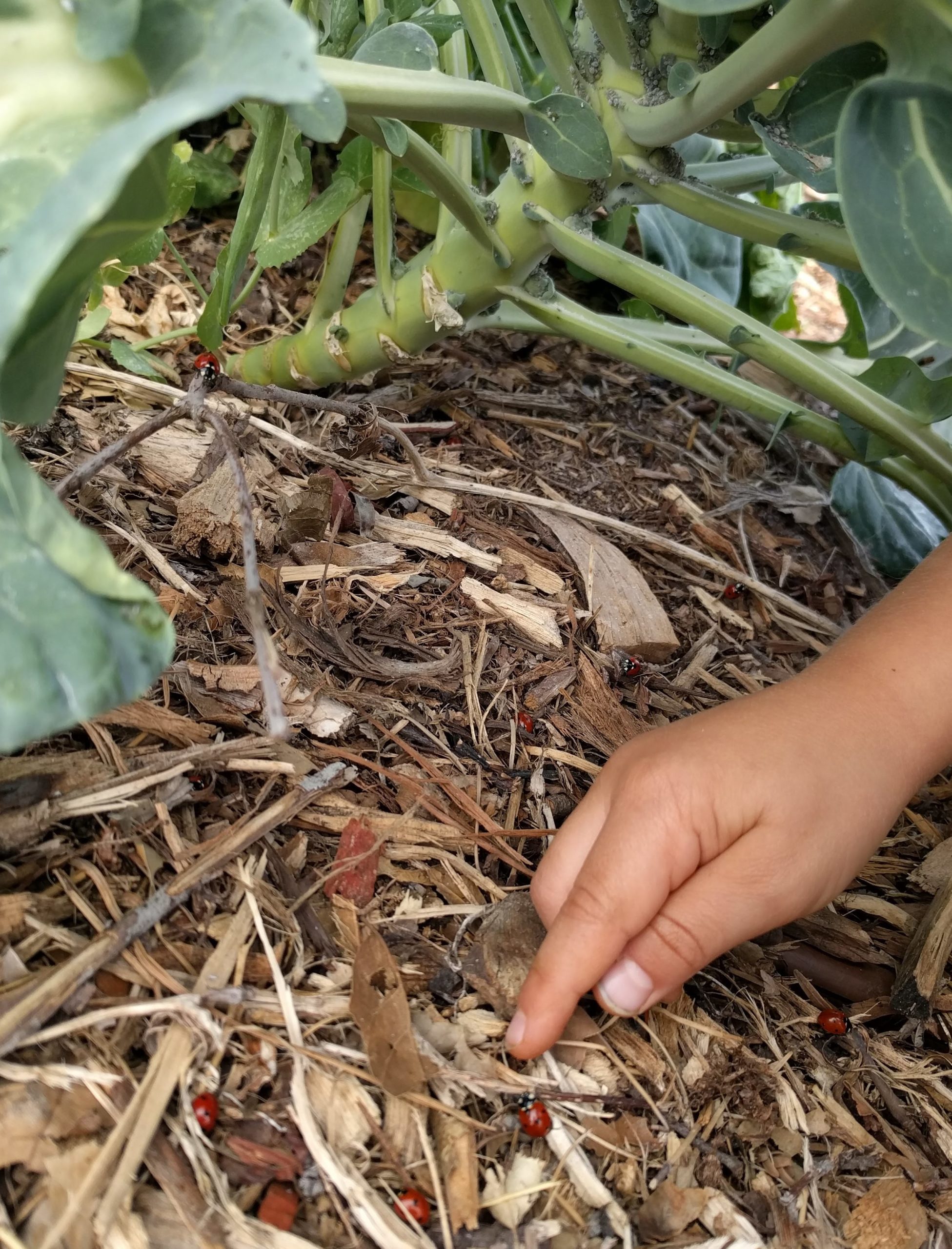 Dealing with aphids on broccoli, brussels sprouts, cabbage, and