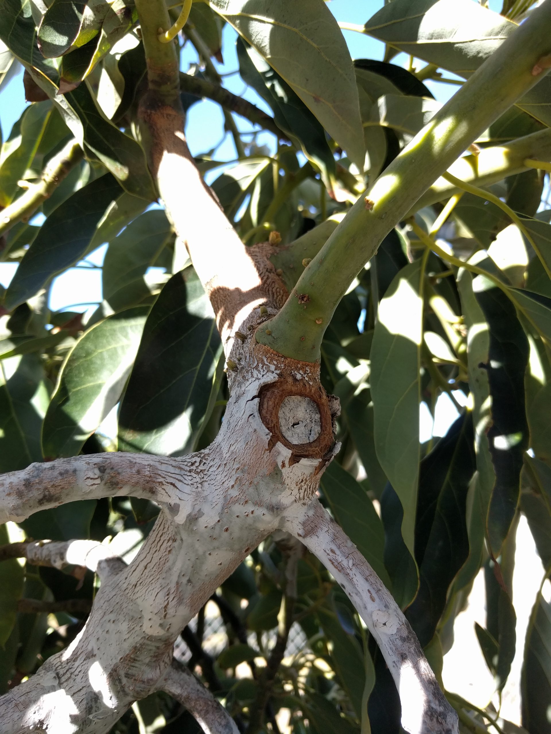 prune to lateral on avocado Greg Alder�s Yard Posts