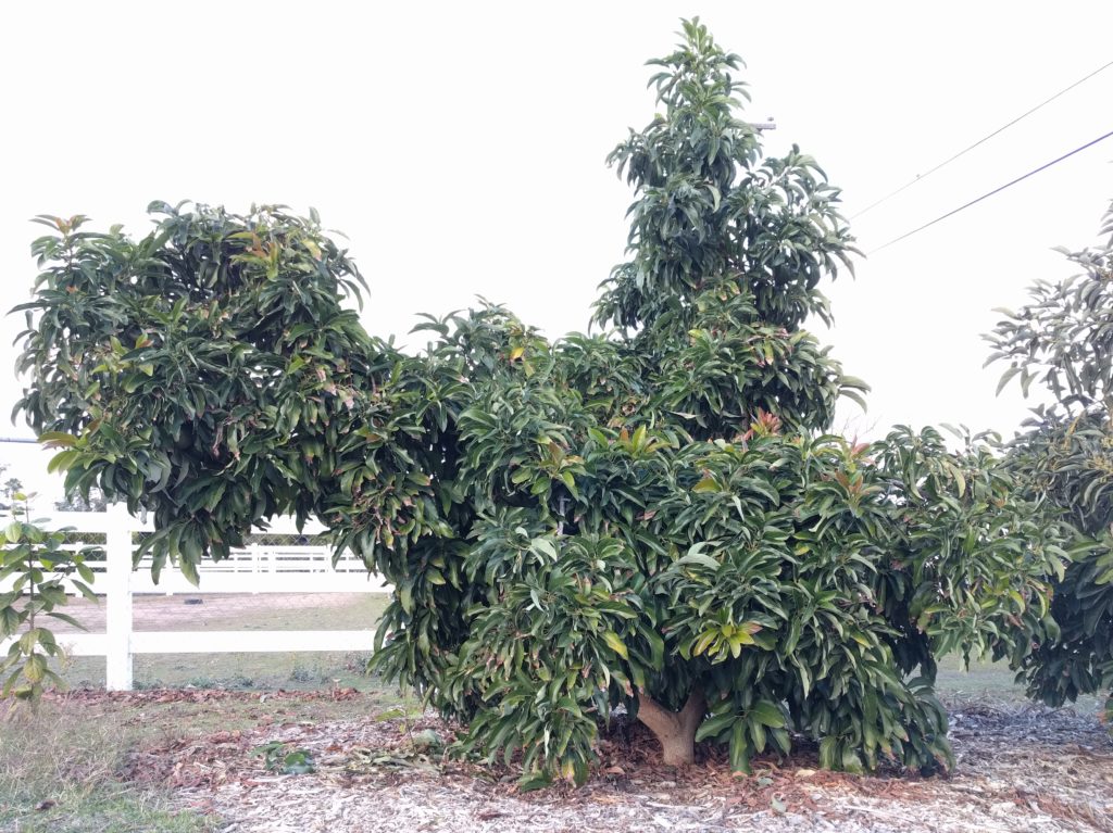 Reed avocado tree bending branch Greg Alder's Yard Posts Food