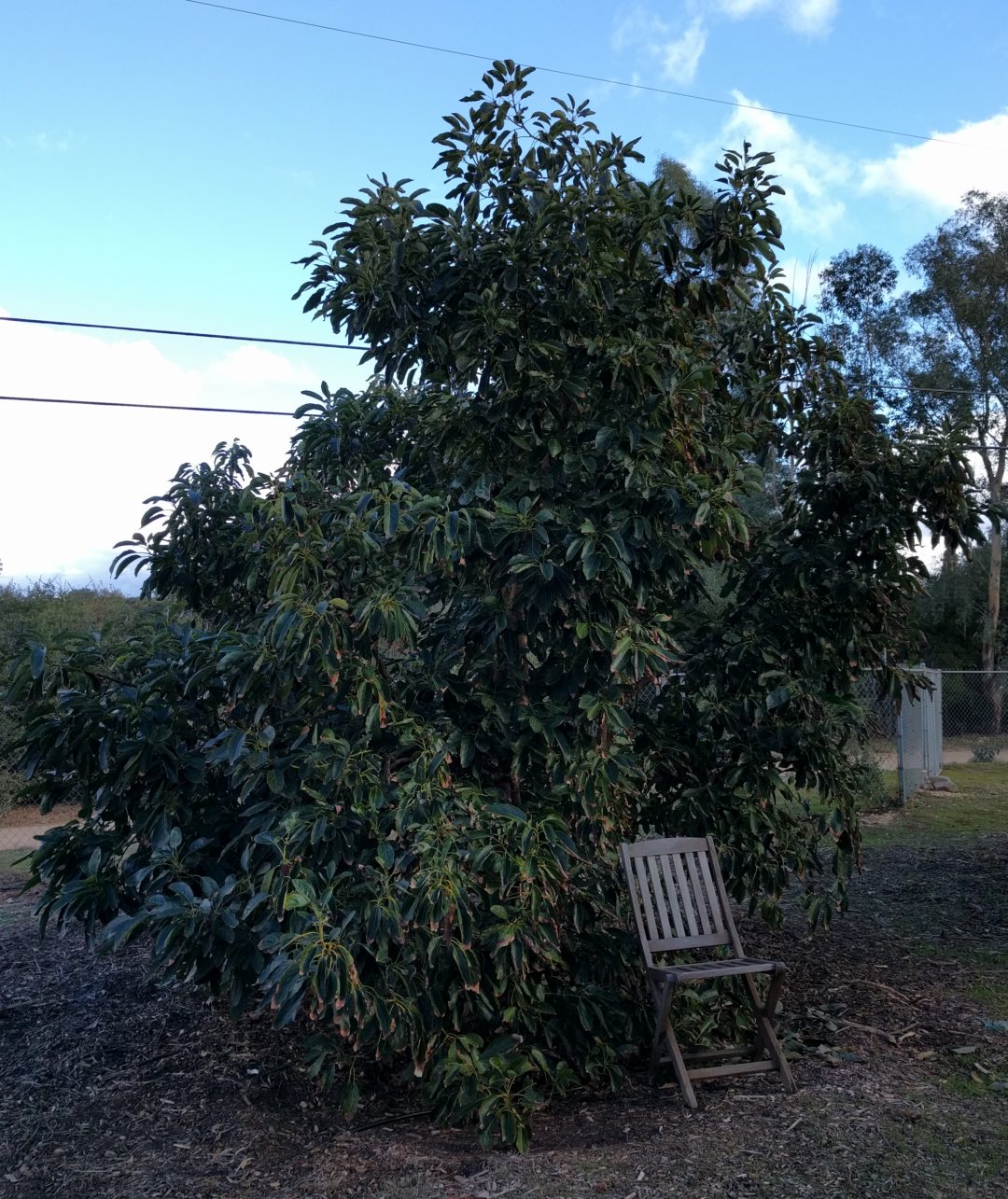 Pruning Avocado Trees Greg Alder S Yard Posts Southern California