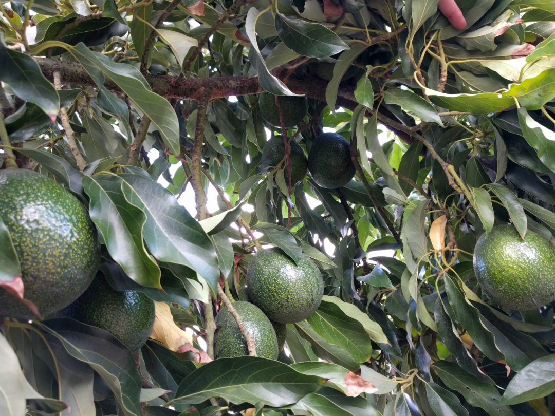 Reed Avocado Fruit On Tree - Greg Alder's Yard Posts: Food Gardening In ...