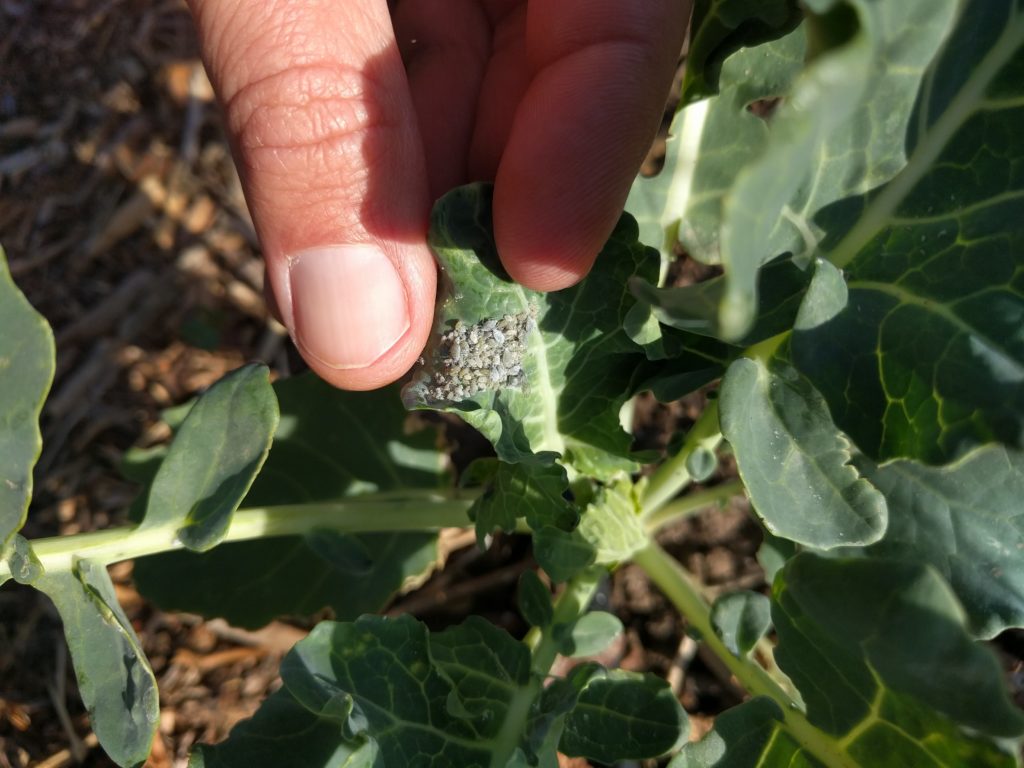 Dealing with aphids on broccoli, brussels sprouts, cabbage, and