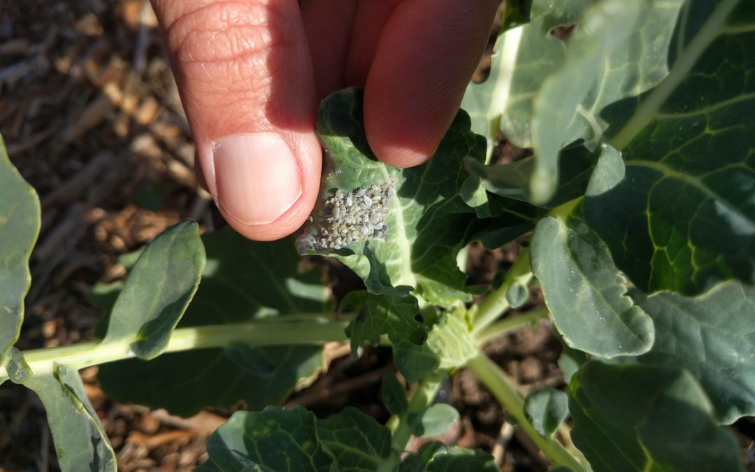 aphids on young cauliflower