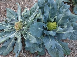 Romanesco with aphid infestation unevenly distributed