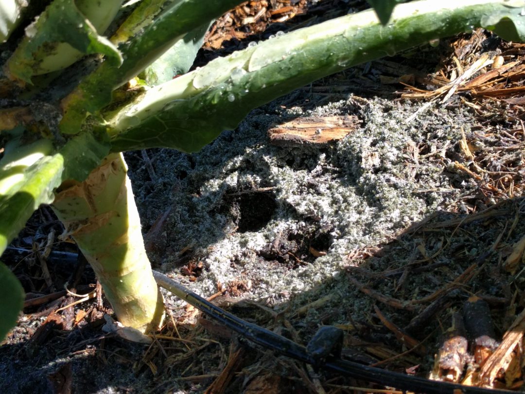 Dealing with aphids on broccoli, brussels sprouts, cabbage, and