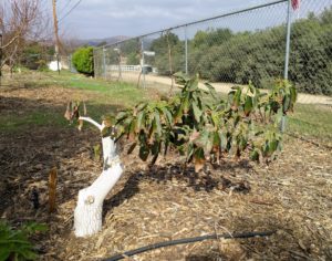 stumped Sir-Prize avocado tree