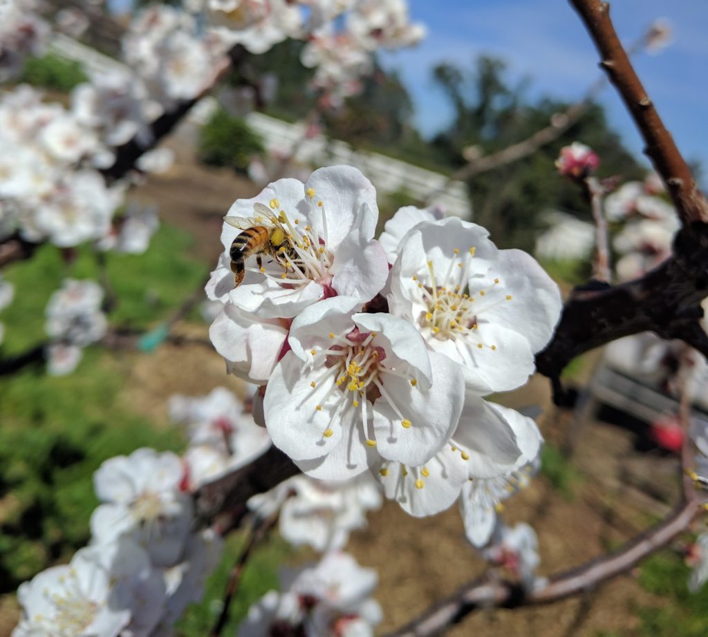 honey bee on apricot flower